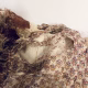 Doll with decayed silk dress.